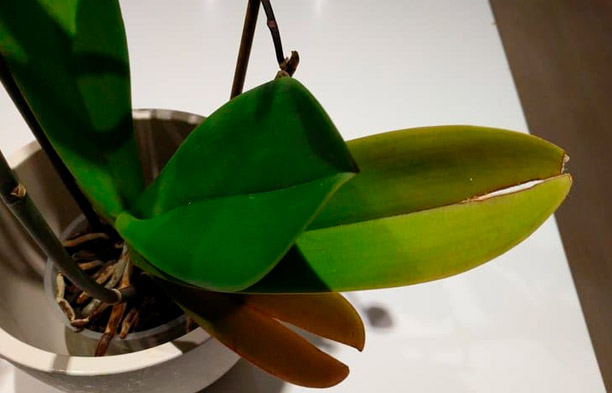 Waarom barsten orchideeënbladeren? Oorzaken en oplossingen